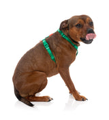 Sugar Rush H Harness - Sour Patch