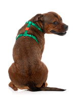 Sugar Rush H Harness - Sour Patch