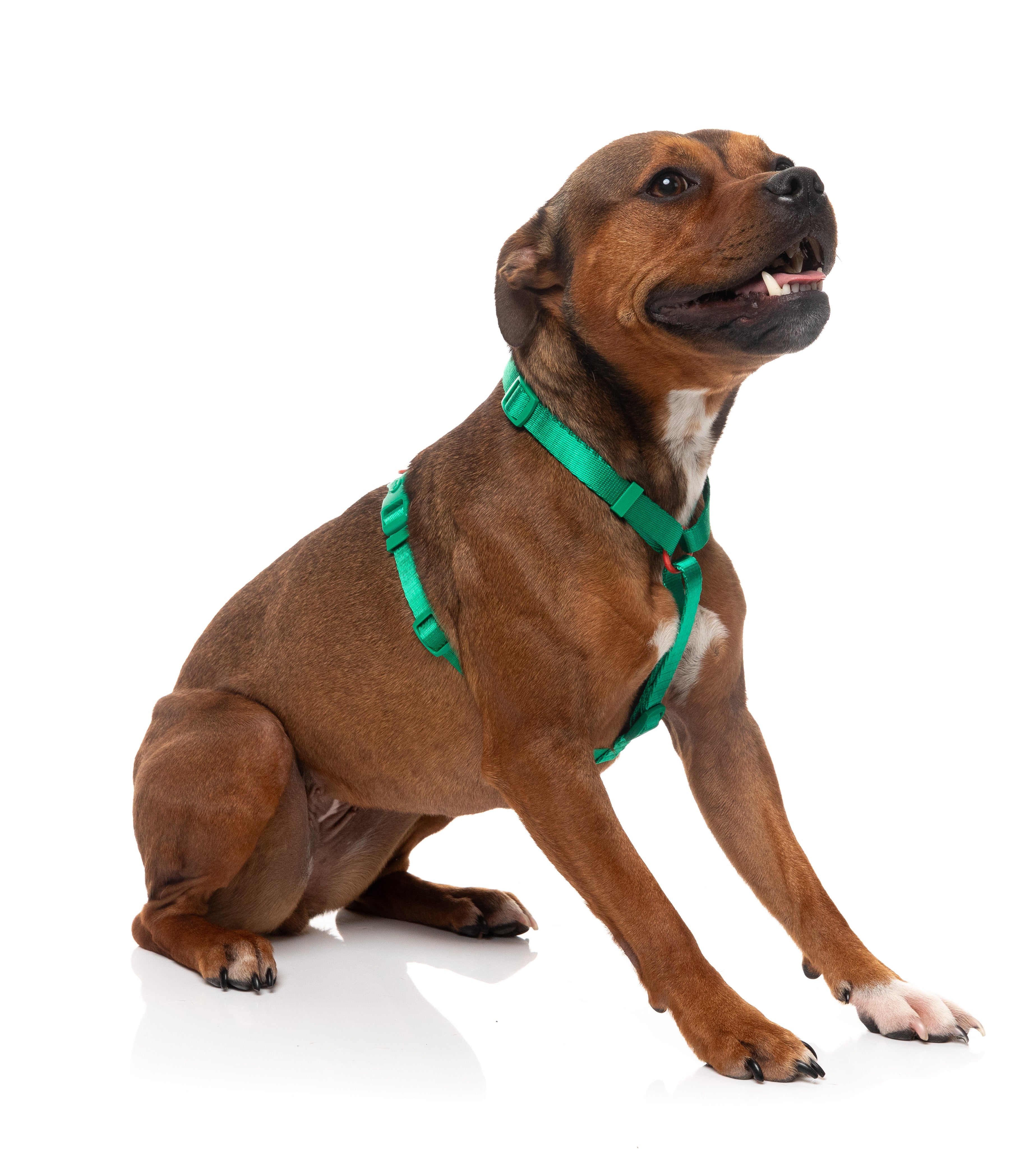 Sugar Rush H Harness - Sour Patch