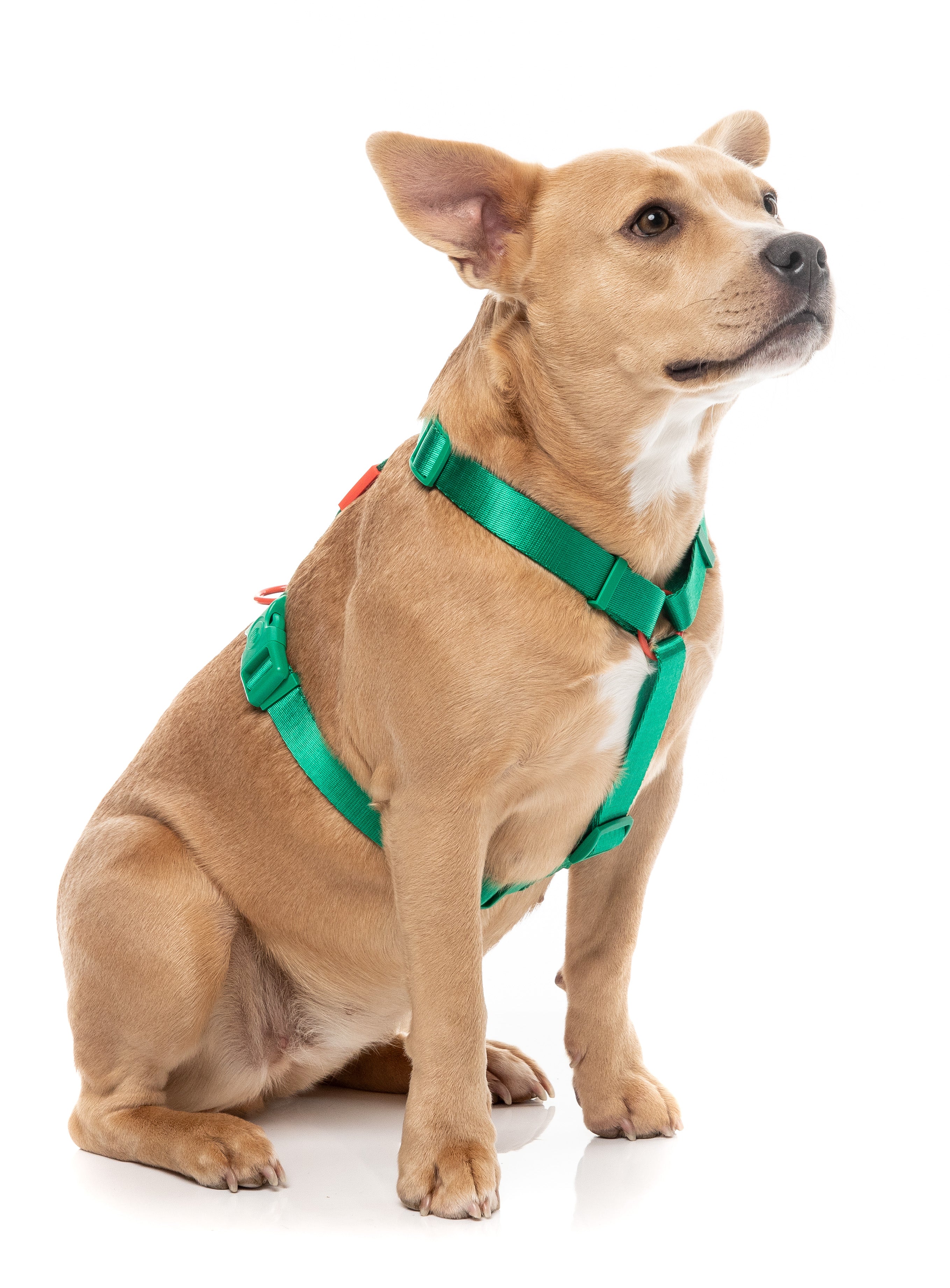 Sugar Rush H Harness - Sour Patch
