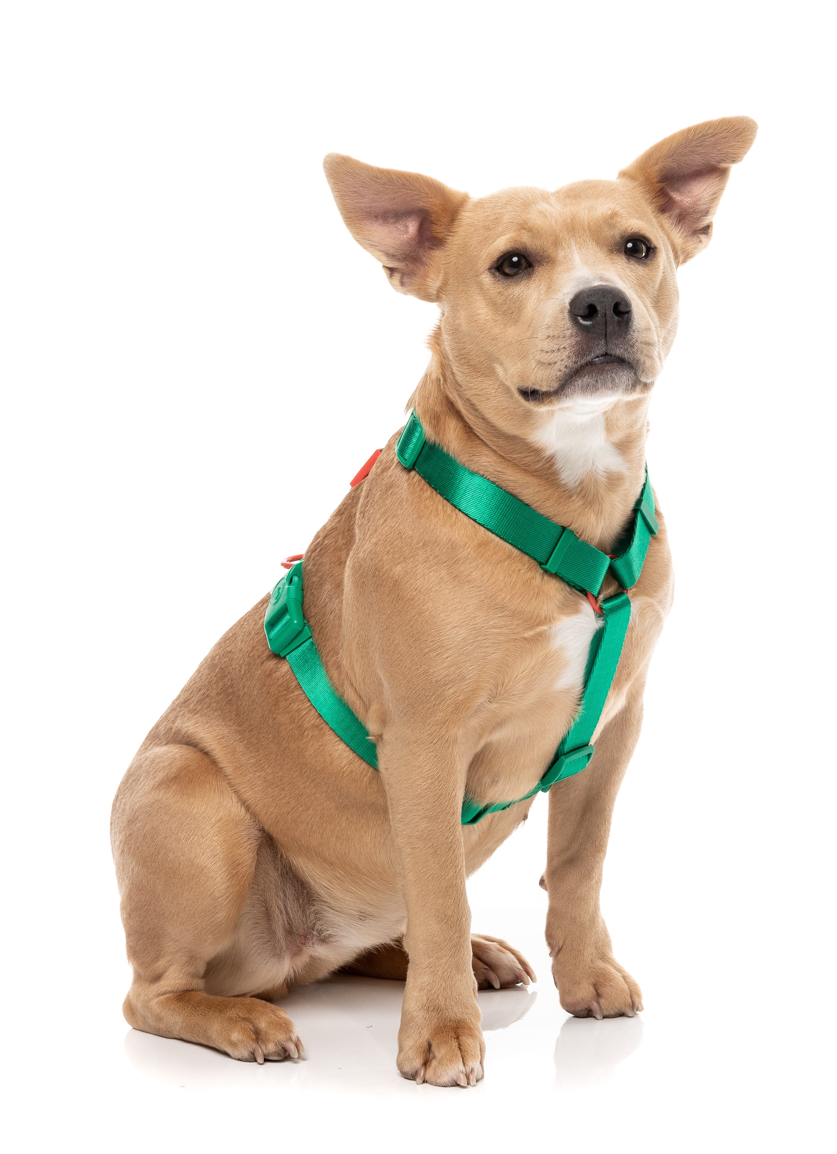 Sugar Rush H Harness - Sour Patch
