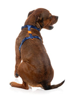 Sugar Rush H Harness - Tangerine Twist