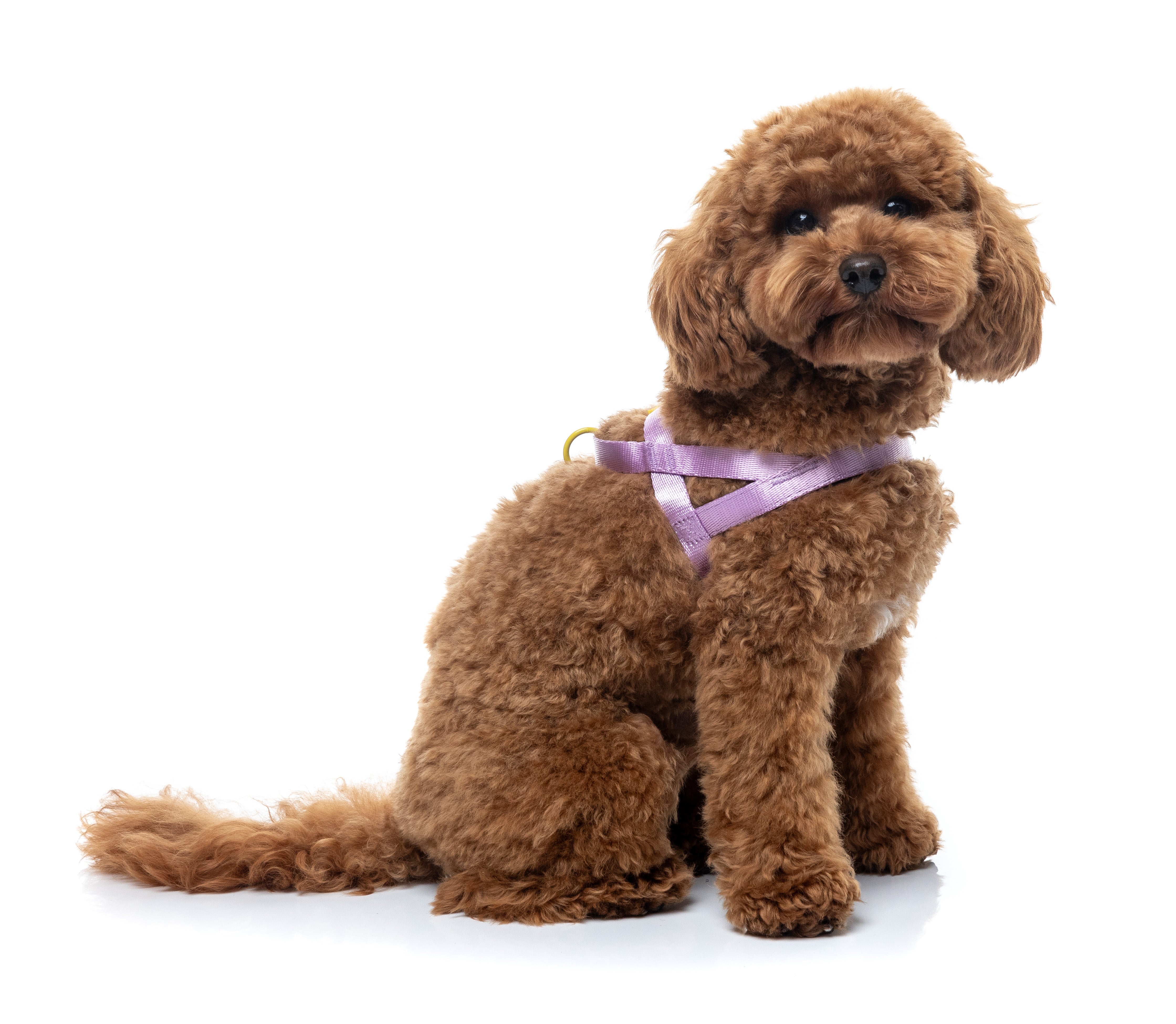 Sugar Rush Comfort Harness - Sherbet Pop