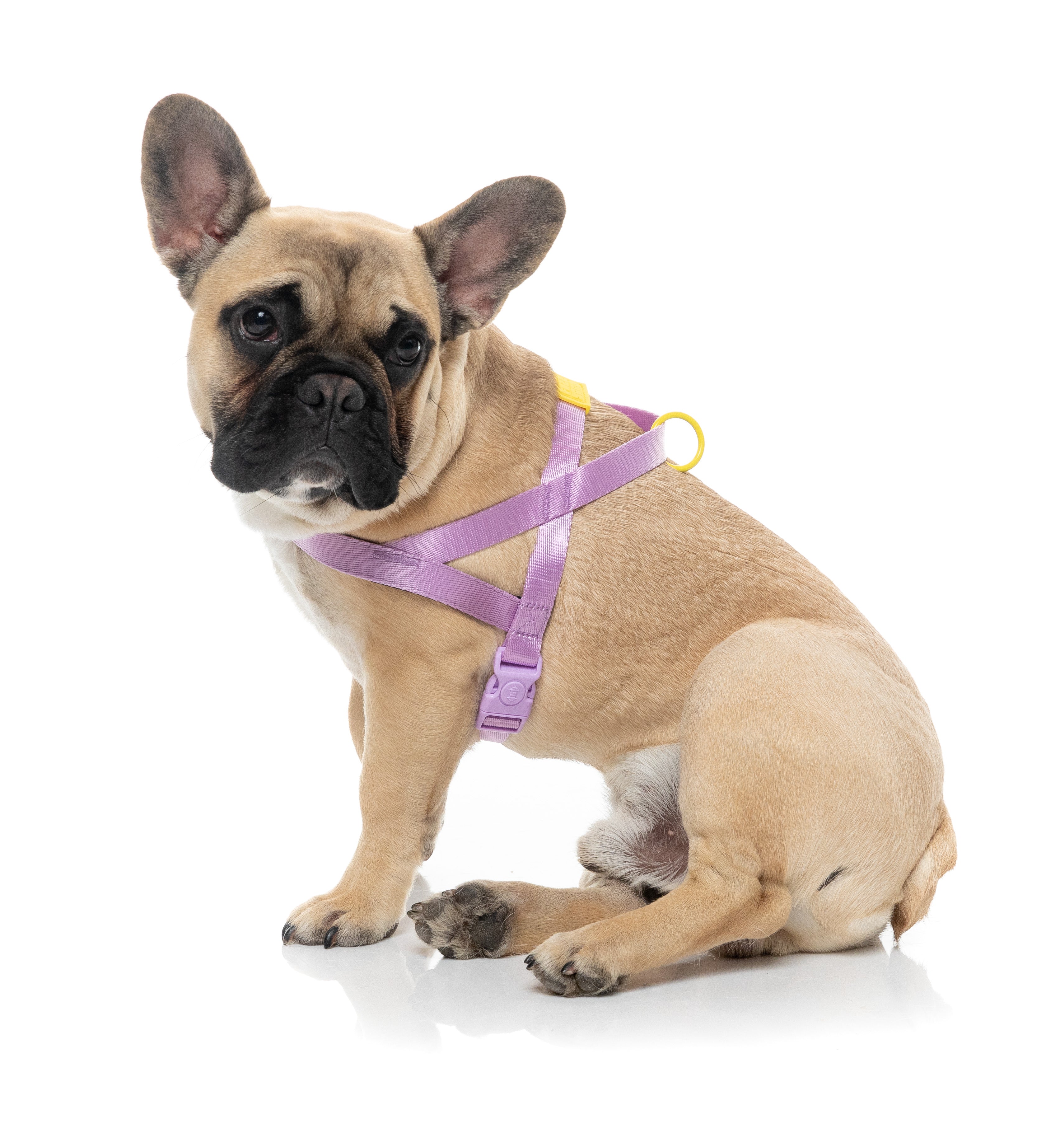 Sugar Rush Comfort Harness - Sherbet Pop