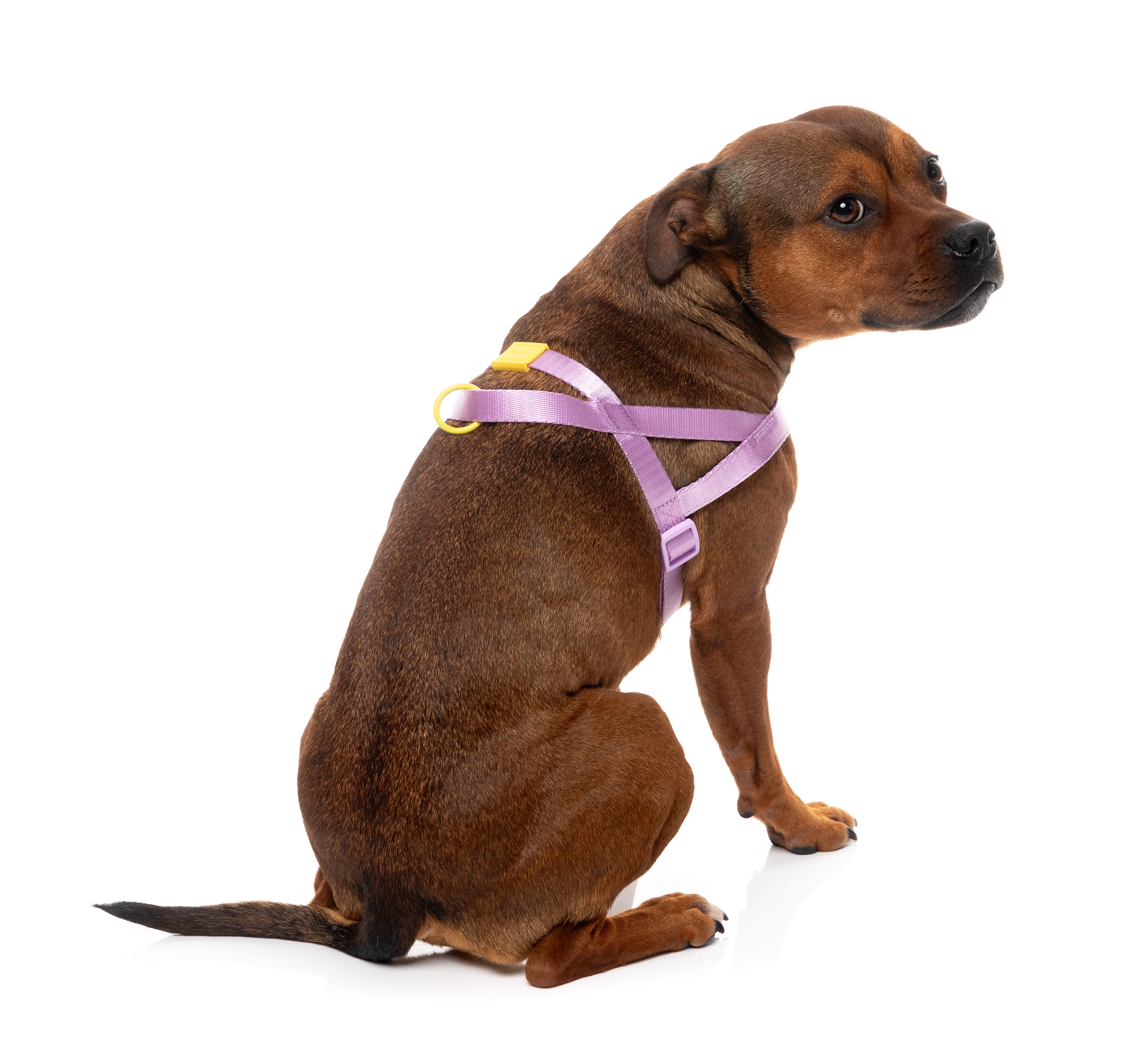 Sugar Rush Comfort Harness - Sherbet Pop