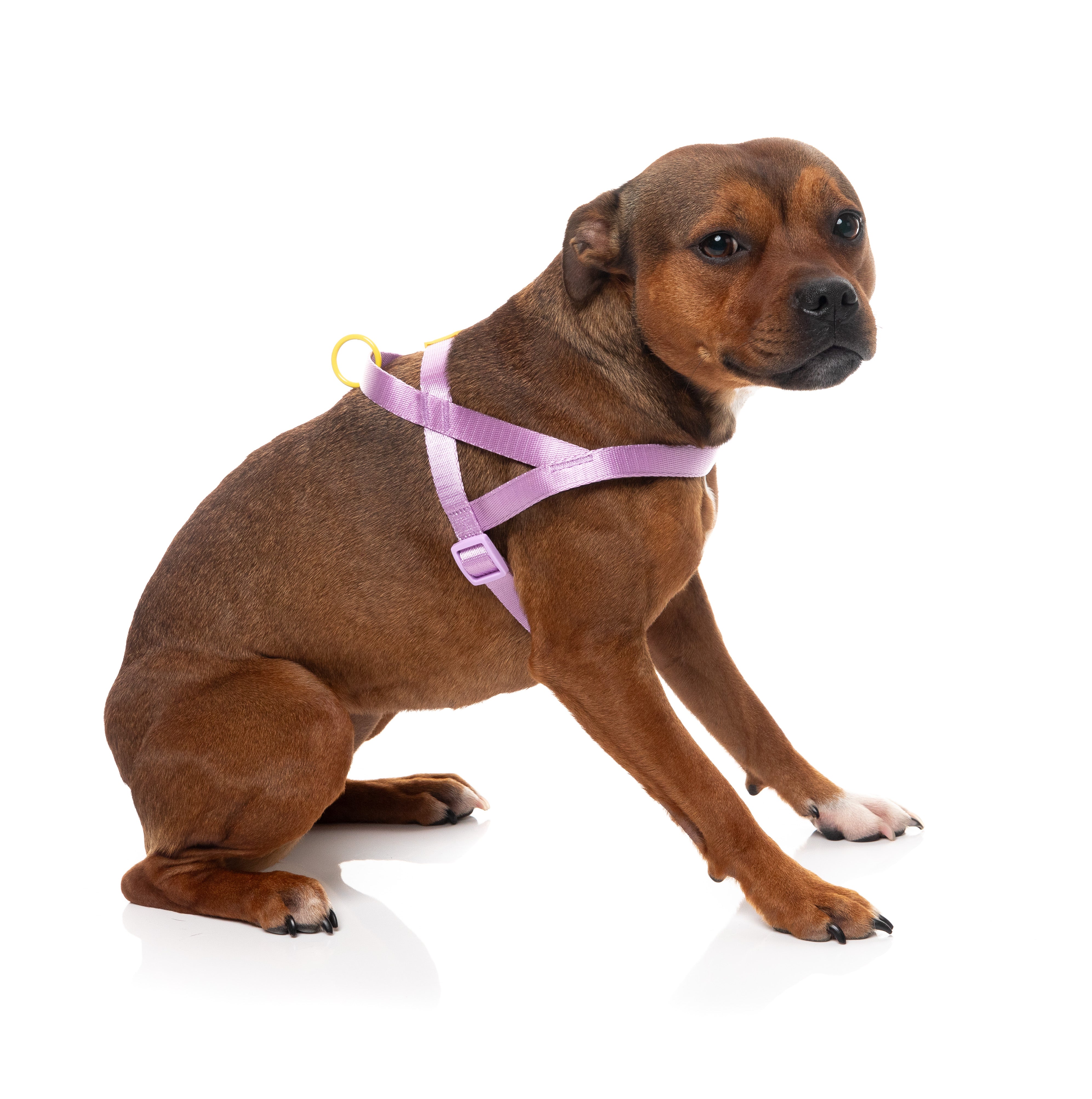 Sugar Rush Comfort Harness - Sherbet Pop