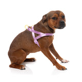 Sugar Rush Comfort Harness - Sherbet Pop