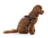 Sugar Rush Comfort Harness - Electric Freeze