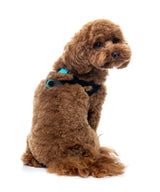 Sugar Rush Comfort Harness - Electric Freeze