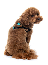 Sugar Rush Comfort Harness - Electric Freeze