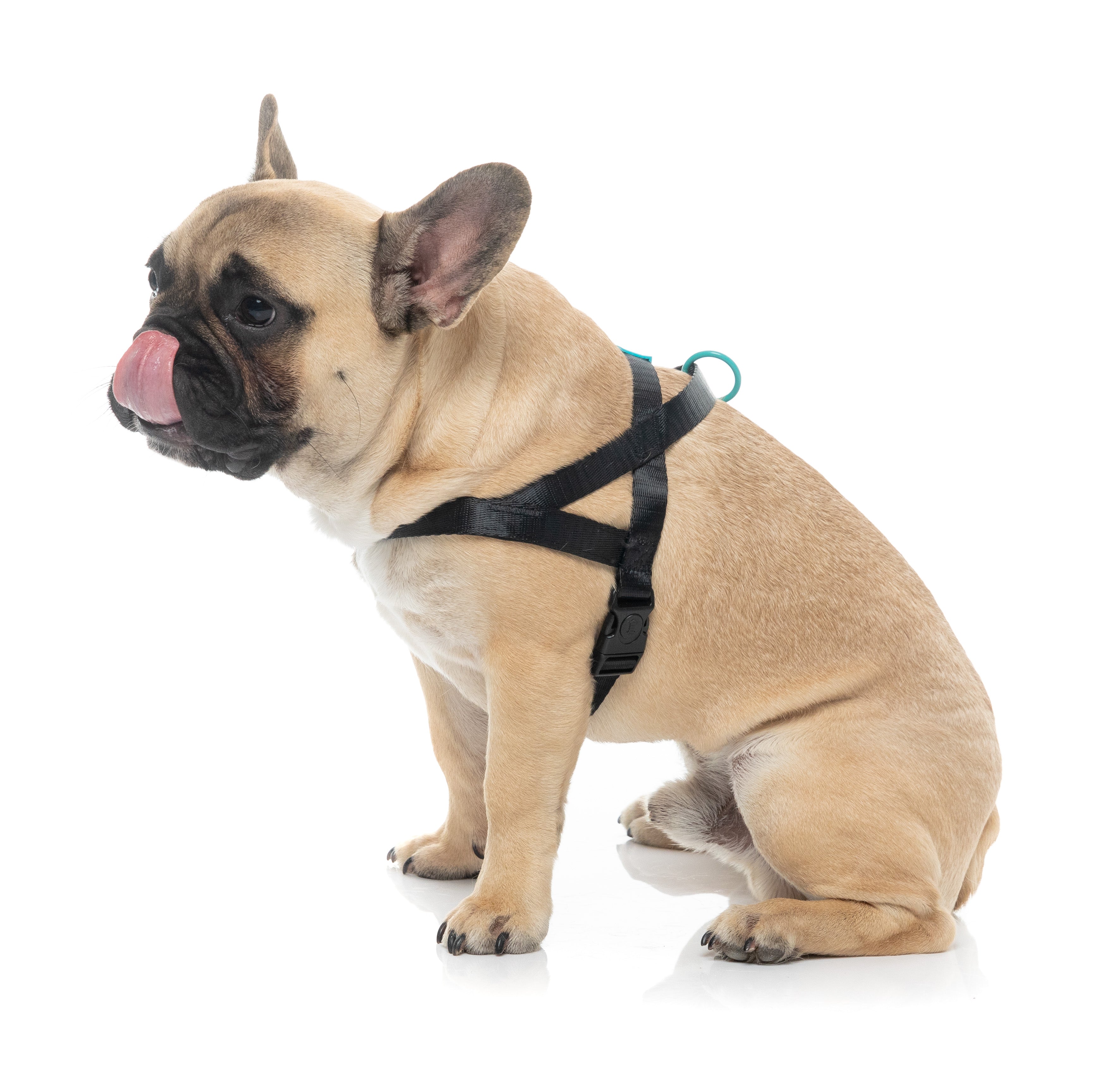Sugar Rush Comfort Harness - Electric Freeze
