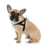 Sugar Rush Comfort Harness - Electric Freeze