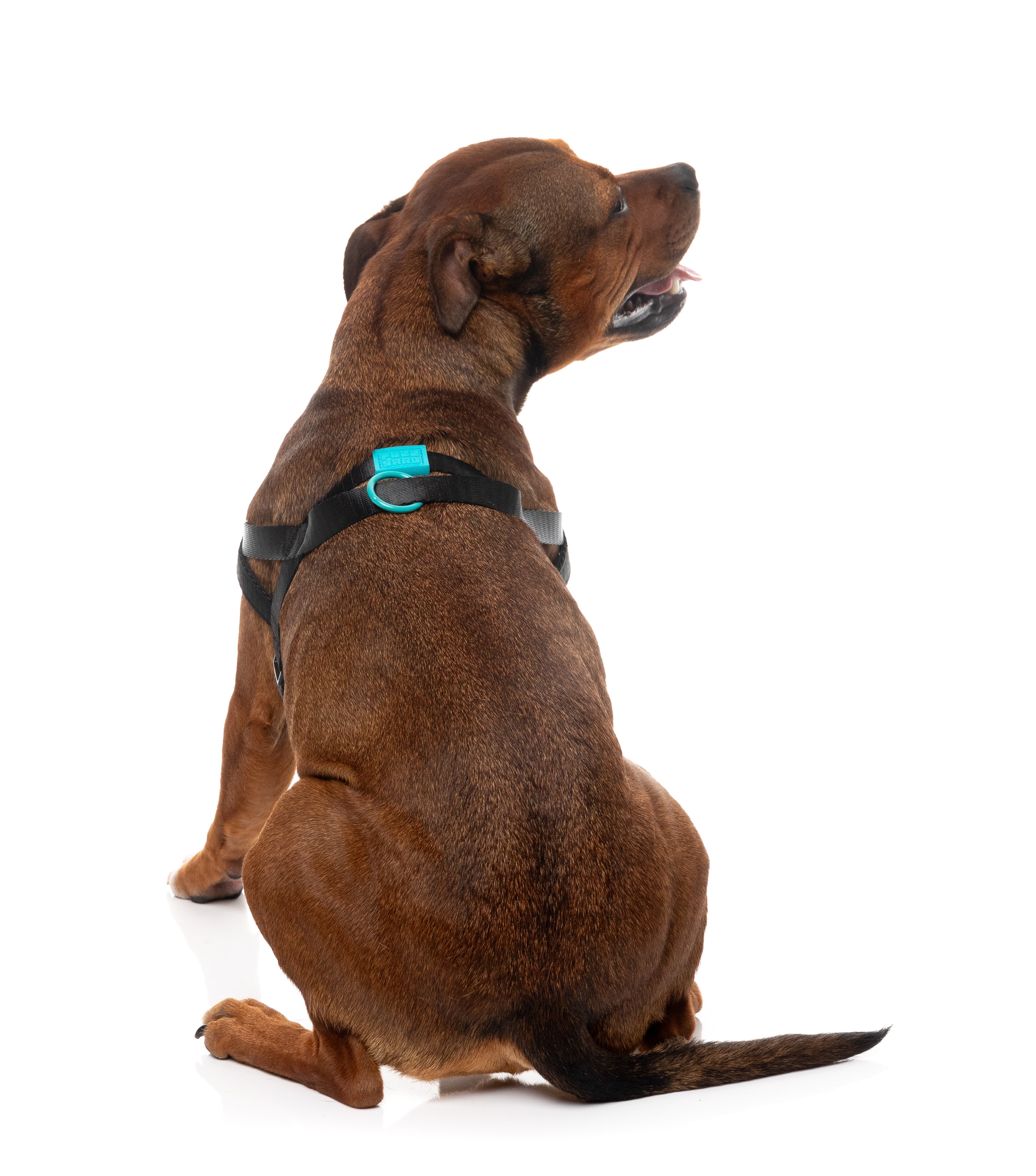 Sugar Rush Comfort Harness - Electric Freeze