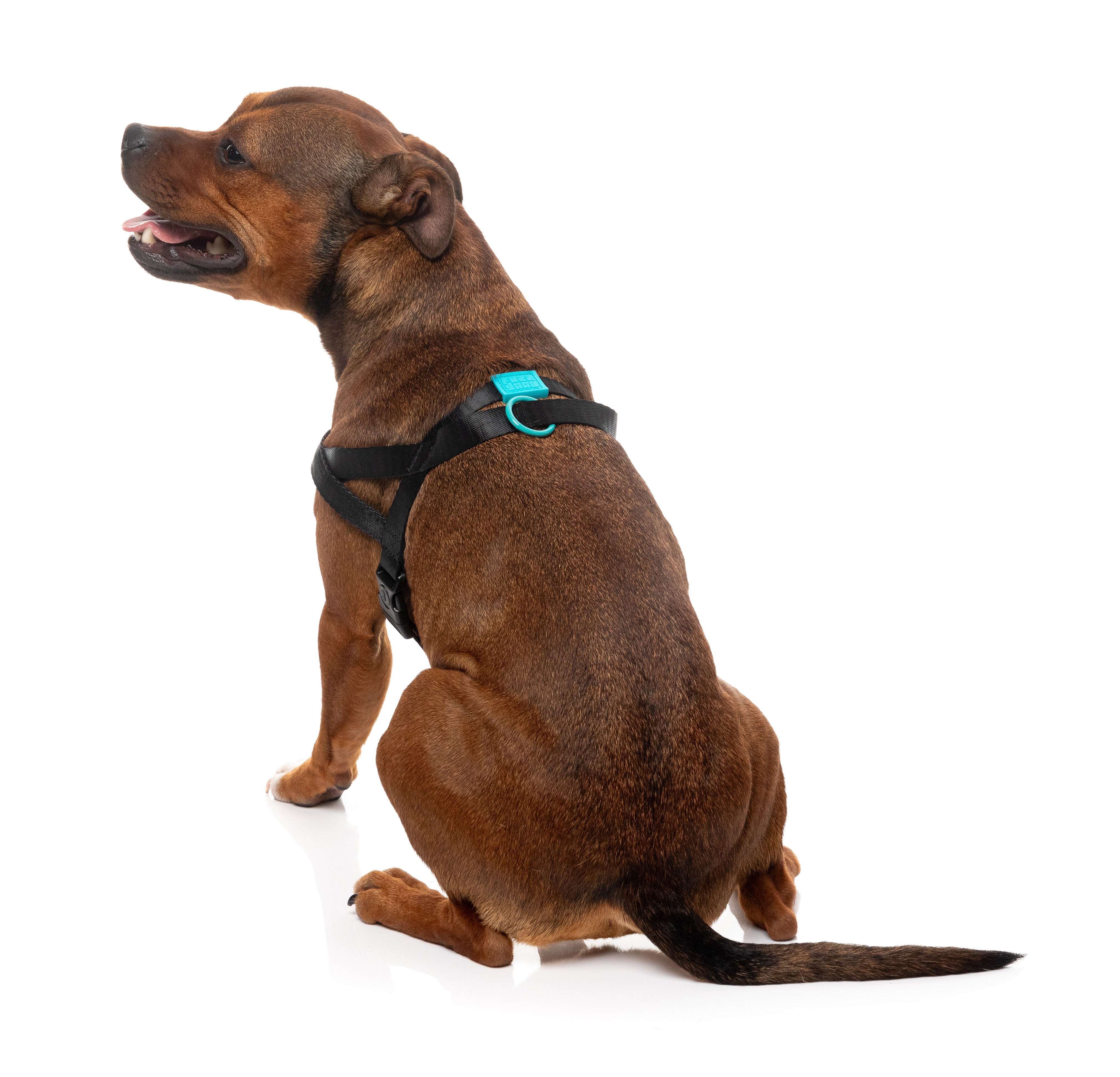 Sugar Rush Comfort Harness - Electric Freeze