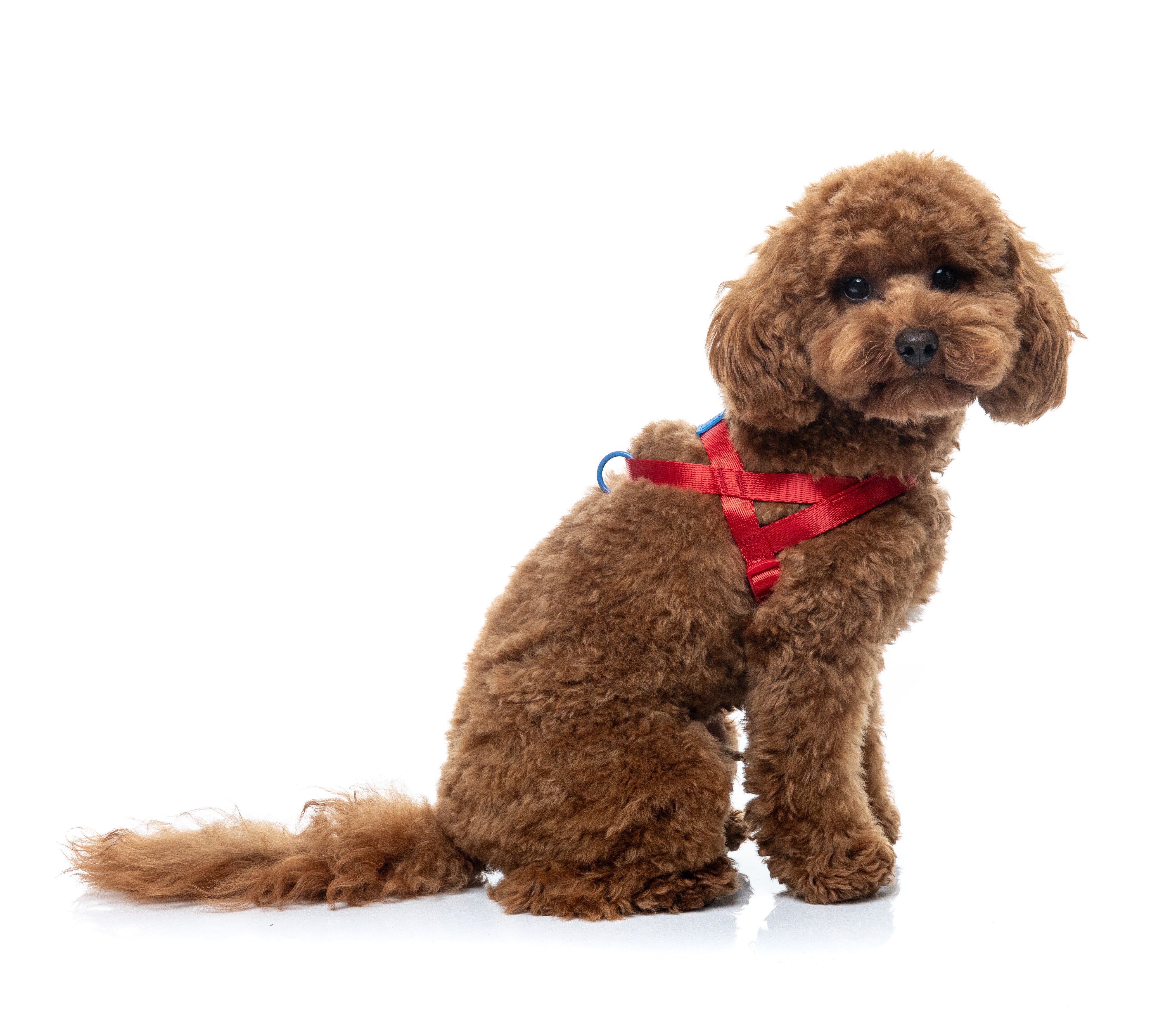 Sugar Rush Comfort  Harness - Cherry Charge