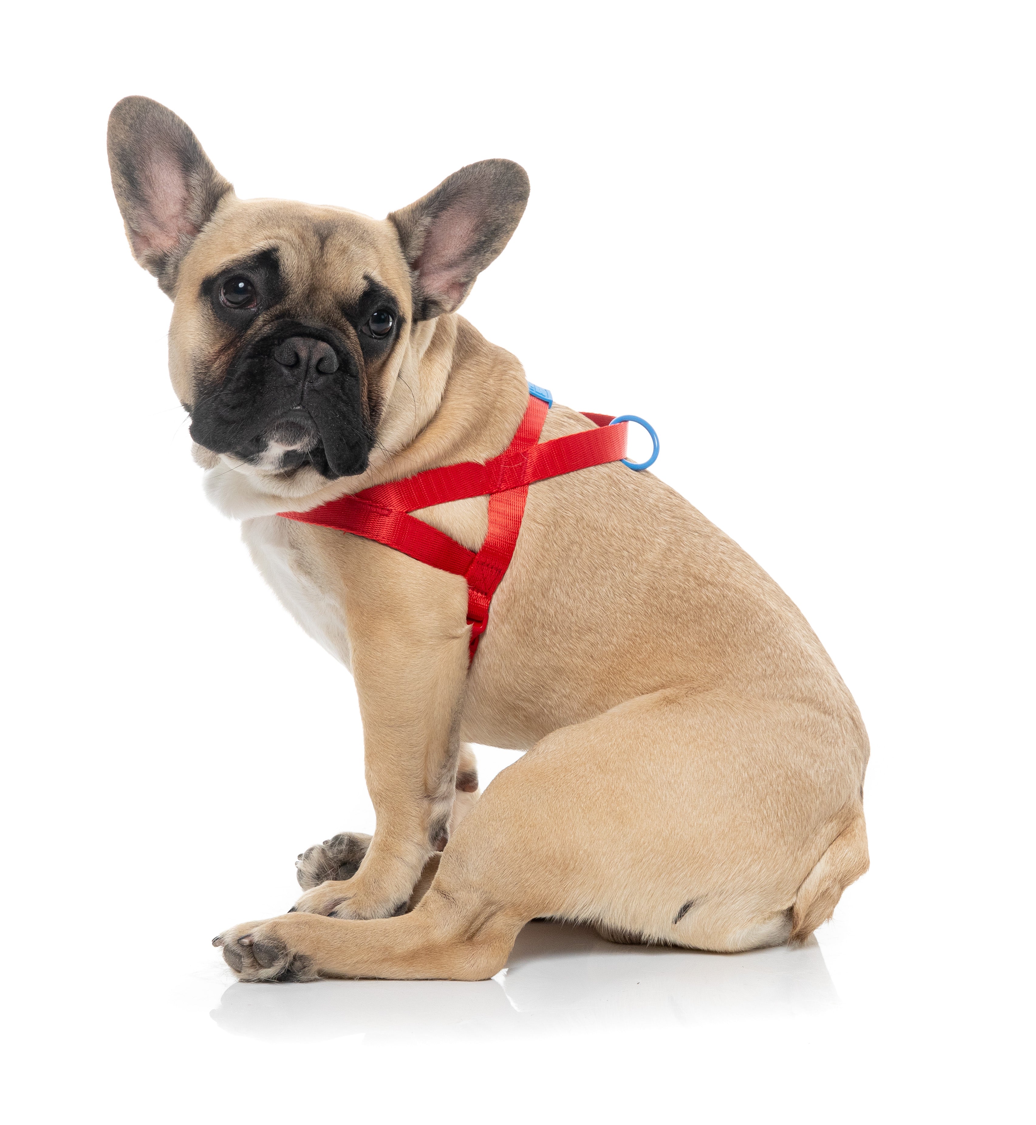 Sugar Rush Comfort  Harness - Cherry Charge