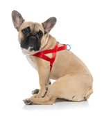Sugar Rush Comfort  Harness - Cherry Charge
