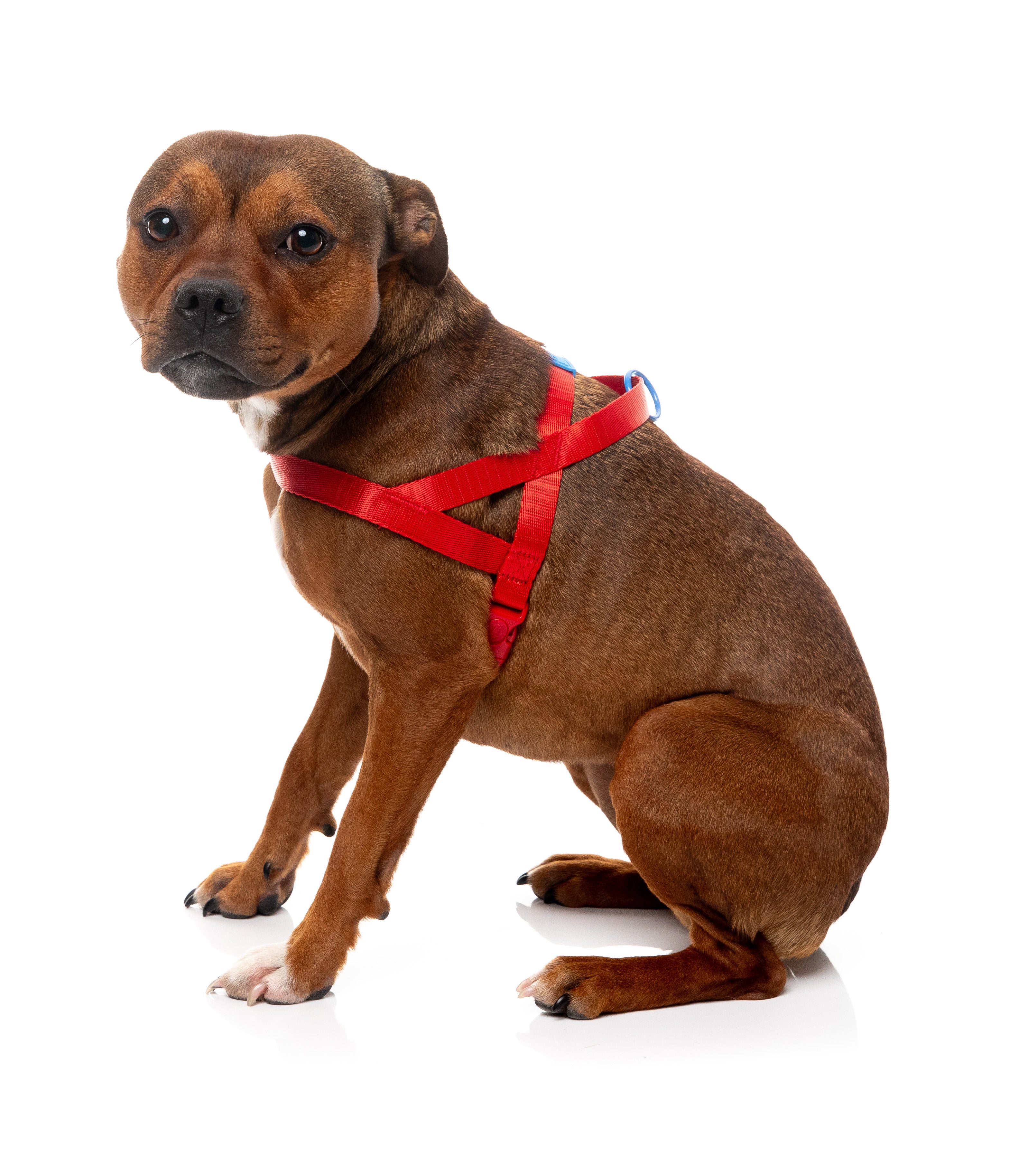 Sugar Rush Comfort  Harness - Cherry Charge