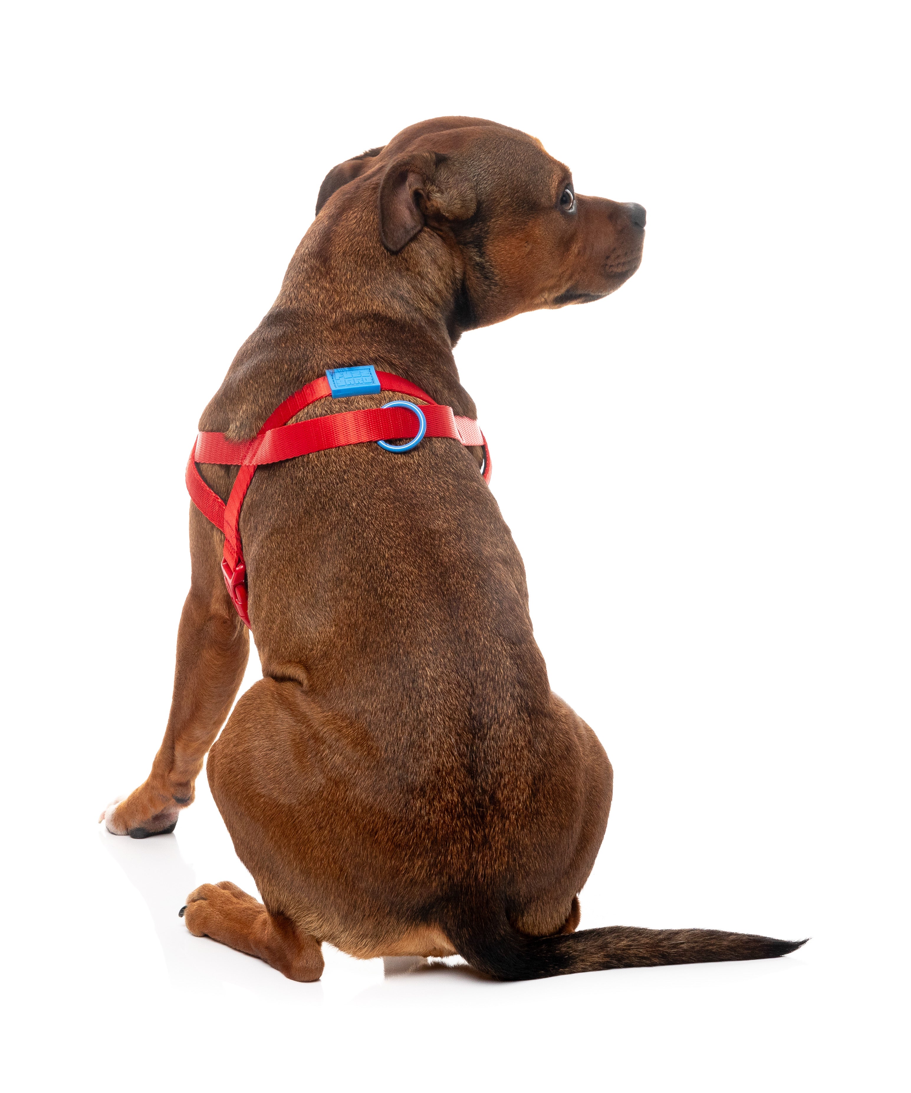 Sugar Rush Comfort  Harness - Cherry Charge