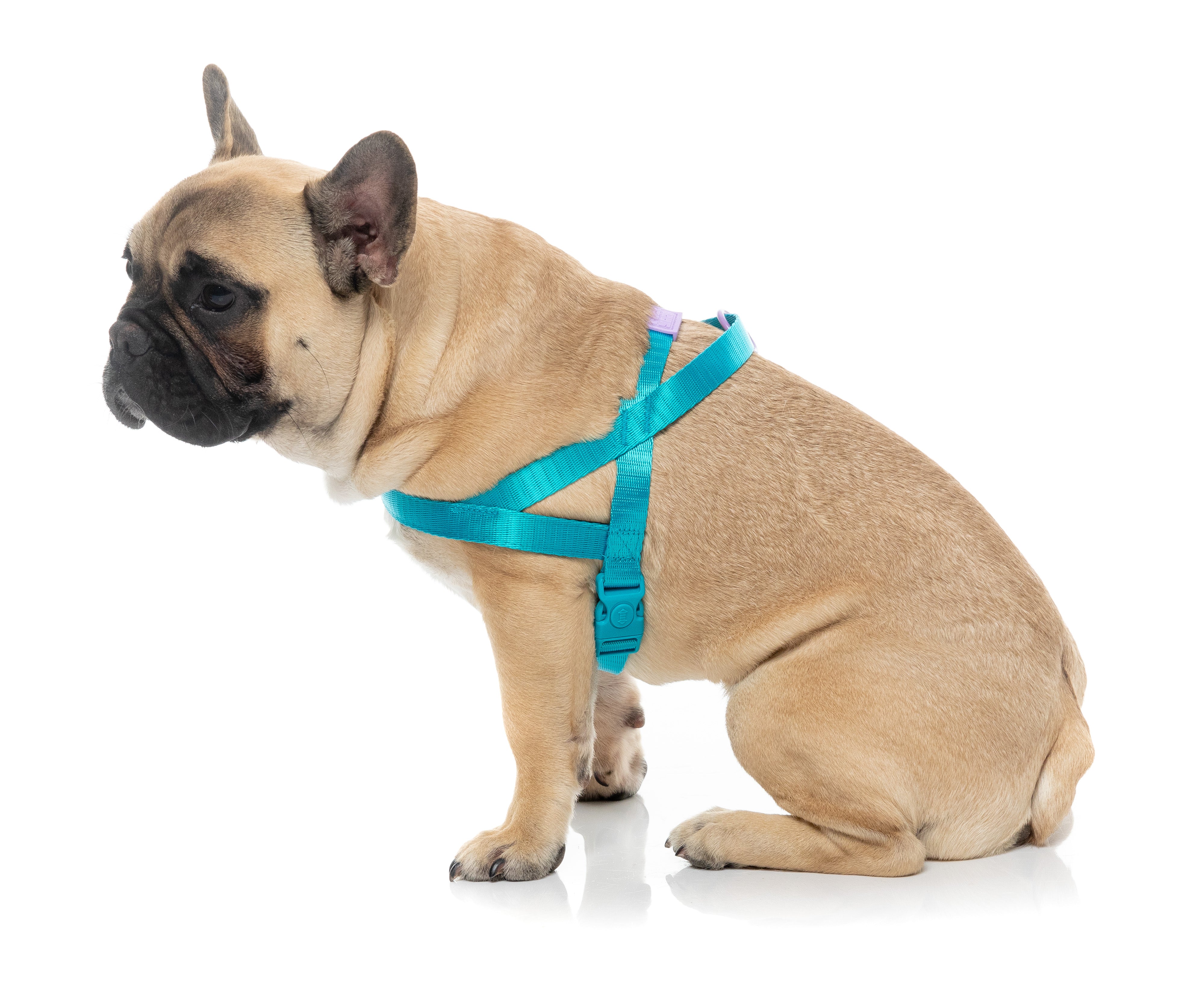 Sugar Rush Comfort Harness - Sugar Cloud