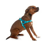 Sugar Rush Comfort Harness - Sugar Cloud