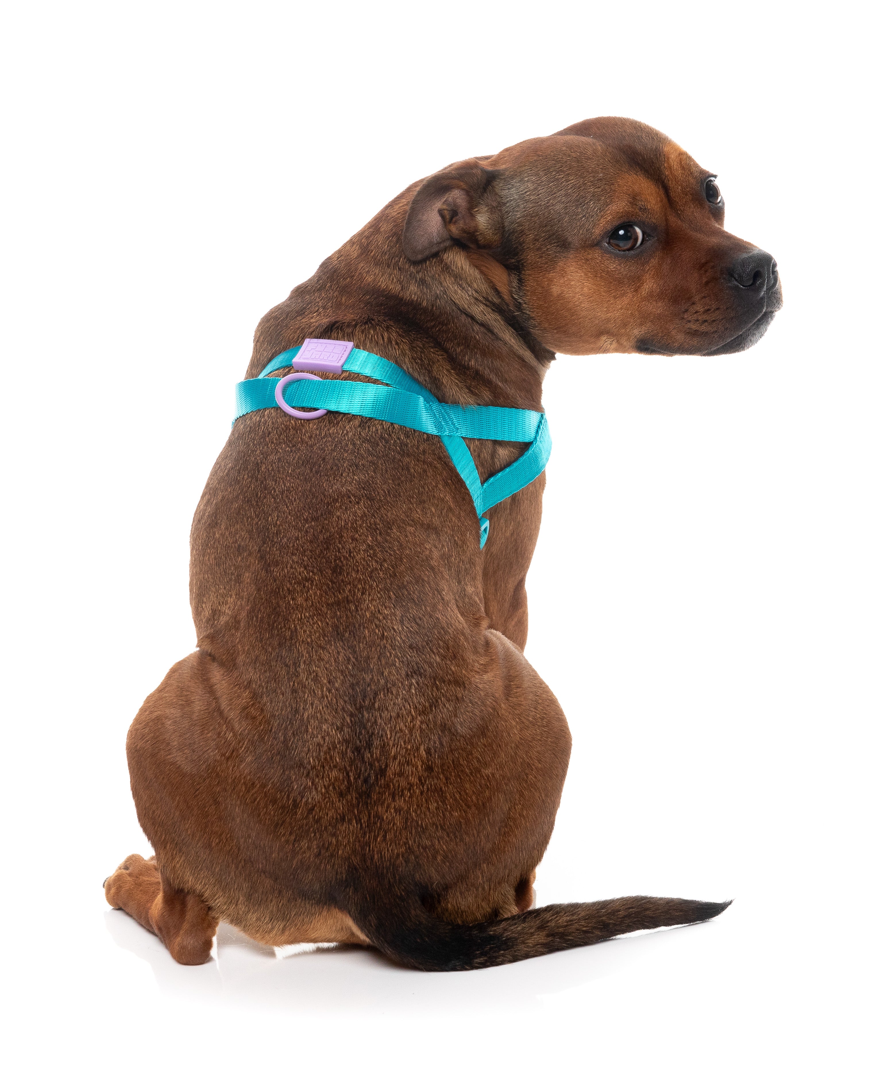 Sugar Rush Comfort Harness - Sugar Cloud
