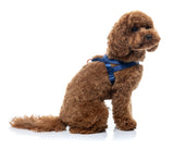 Sugar Rush Comfort Harness - Tangerine Twist
