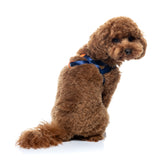 Sugar Rush Comfort Harness - Tangerine Twist
