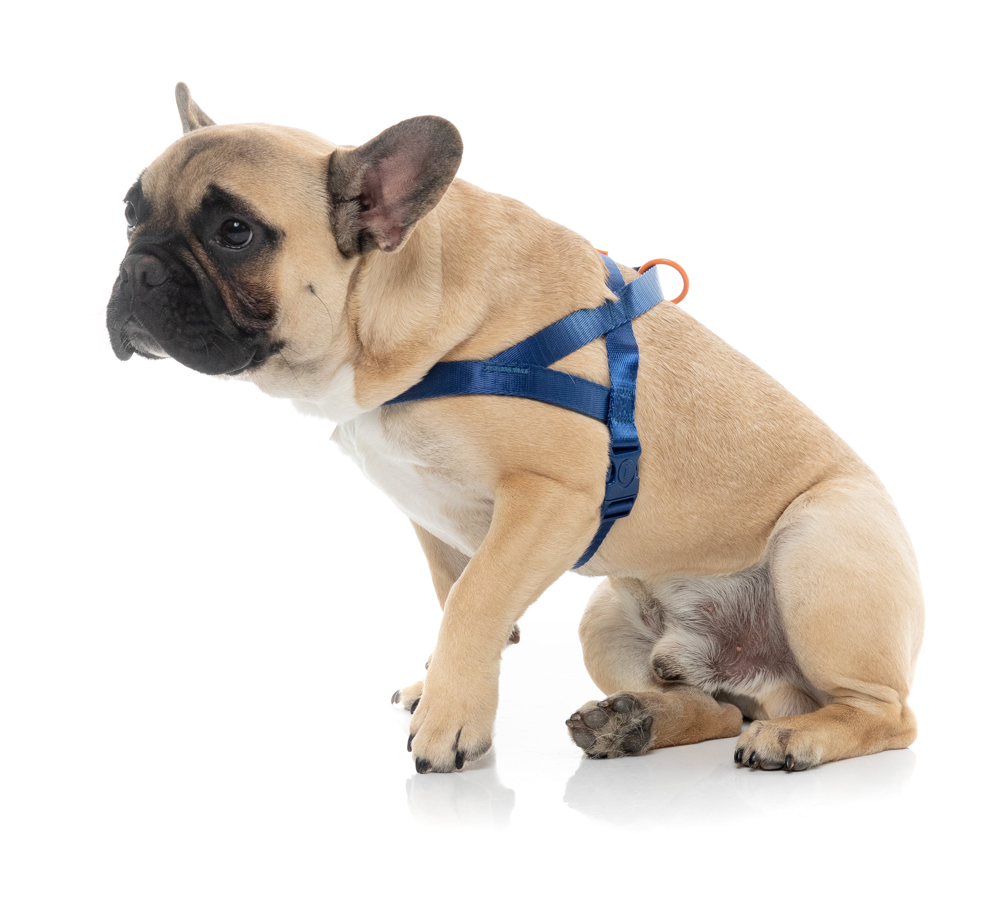 Sugar Rush Comfort Harness - Tangerine Twist