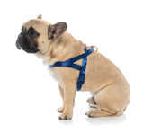 Sugar Rush Comfort Harness - Tangerine Twist