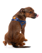 Sugar Rush Comfort Harness - Tangerine Twist