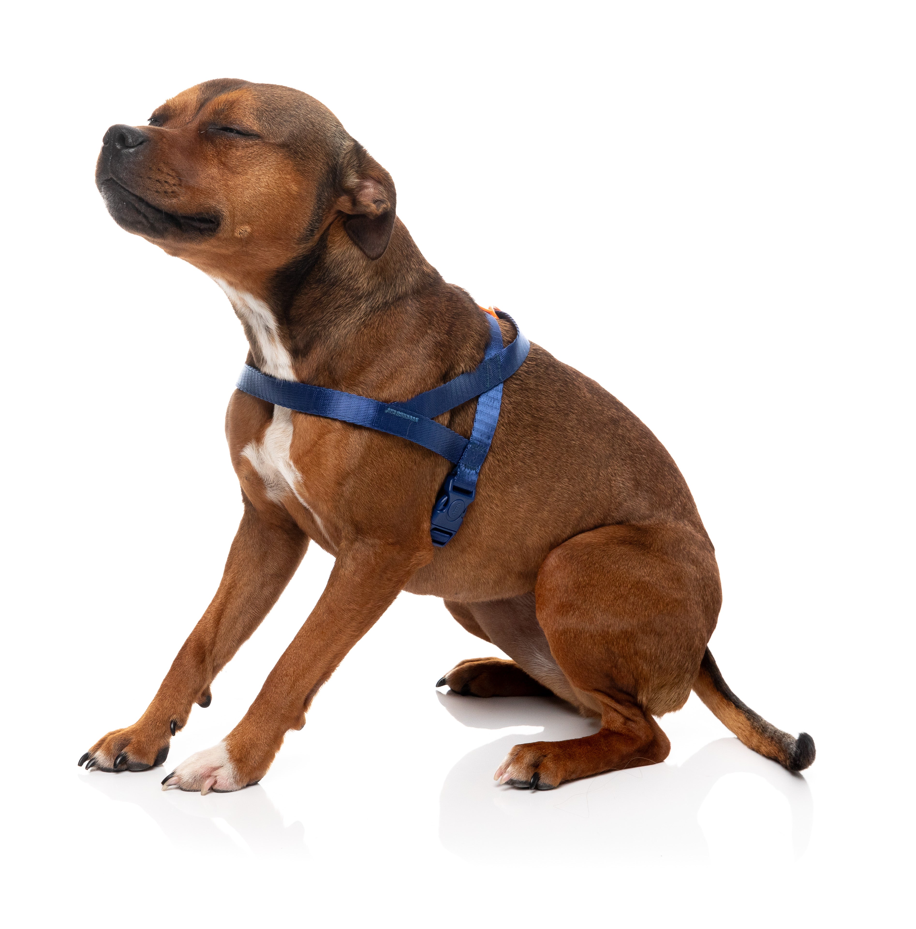 Sugar Rush Comfort Harness - Tangerine Twist