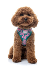 Samba - Melon - Harness