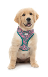 Samba - Melon - Harness