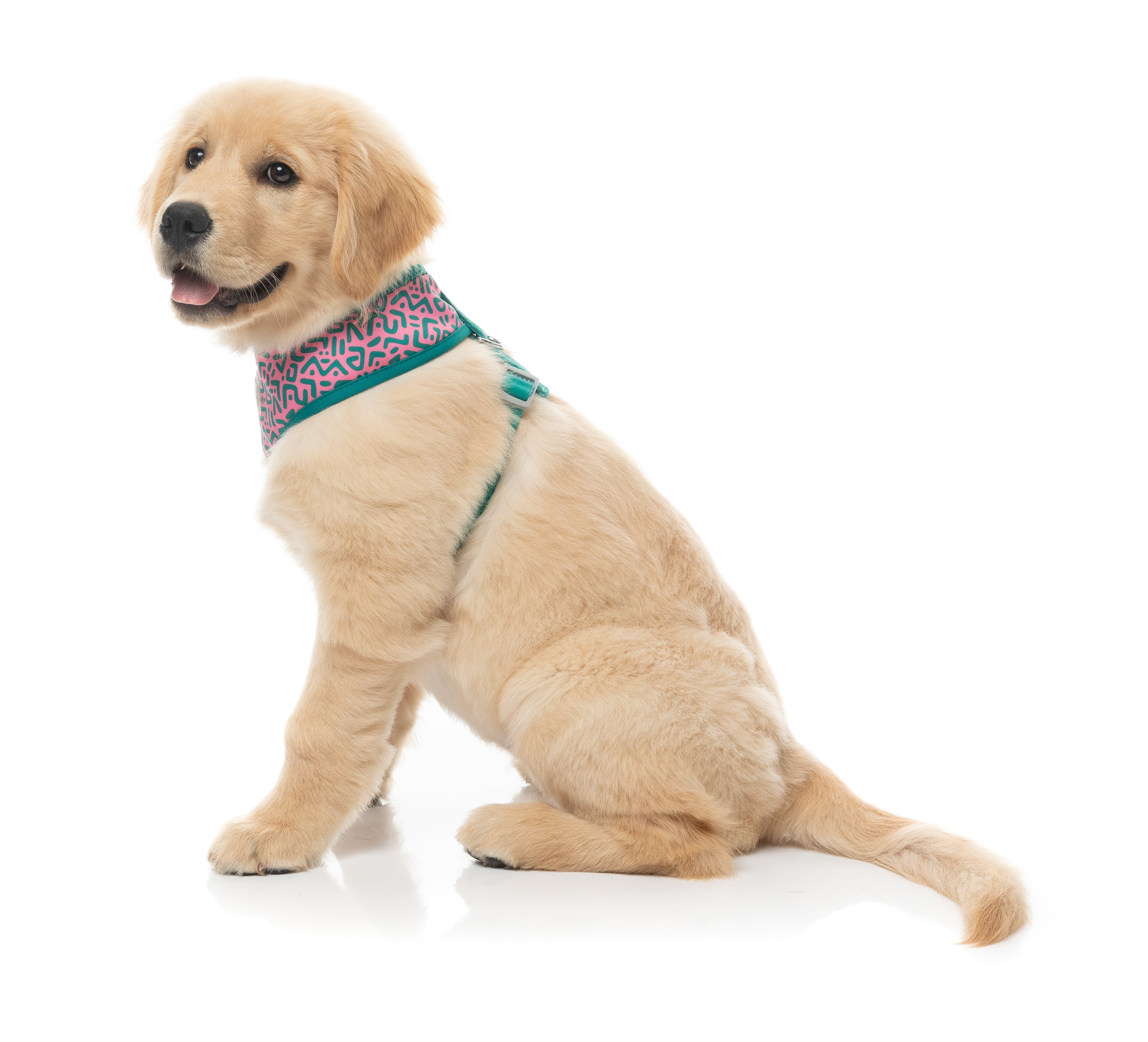 Samba - Melon - Harness
