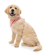 Checkmate - Sherbet - Harness
