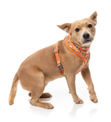 Bao Wow - Harness