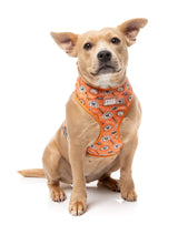 Bao Wow - Harness