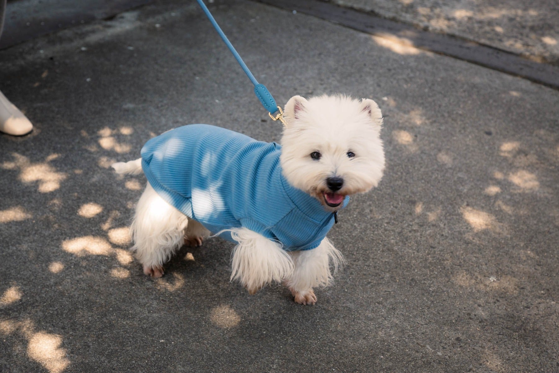 FuzzYard Life Atelier Dog Collar - French Blue