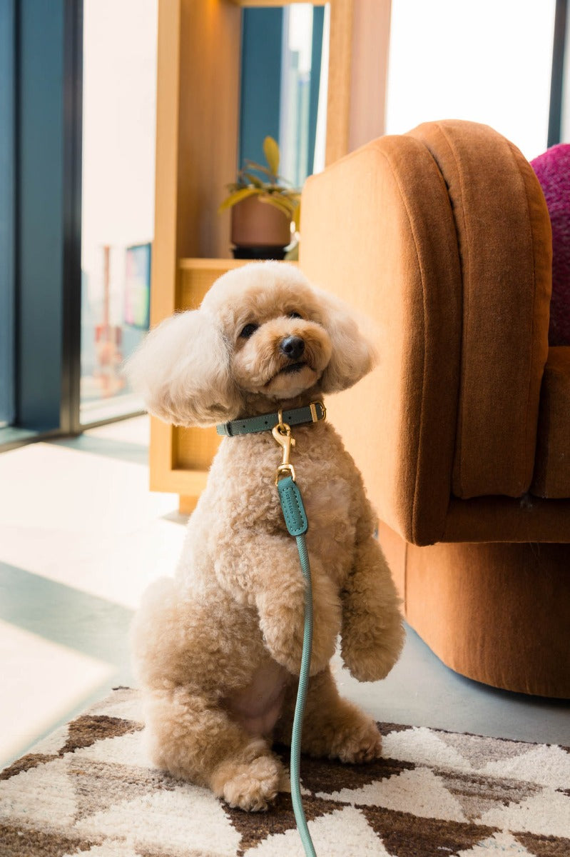 FuzzYard Life Atelier Dog Collar - Myrtle Green