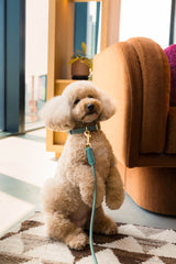 FuzzYard Life Atelier Dog Collar - Myrtle Green