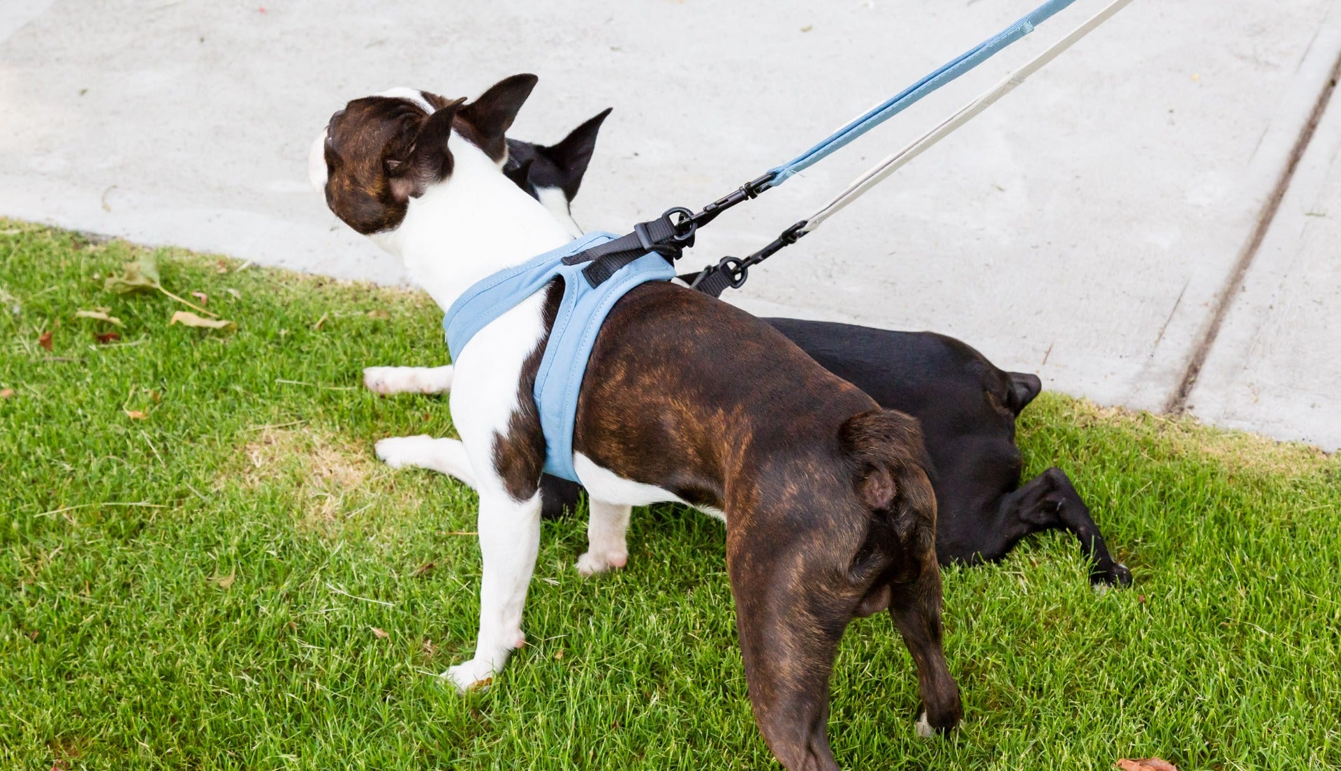 FuzzYard Life Step In Harness - French Blue