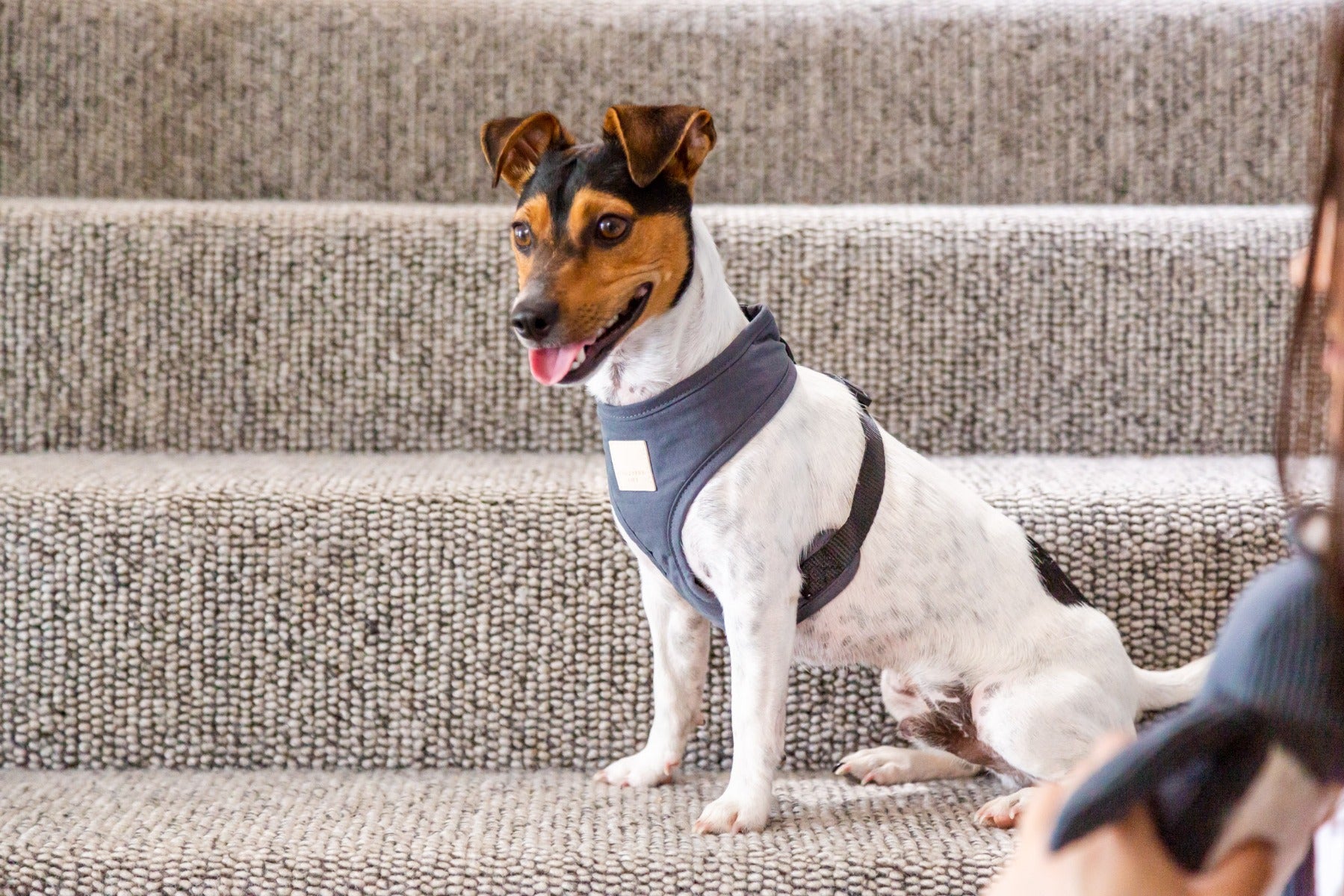 FuzzYard Life Harness - Slate Grey