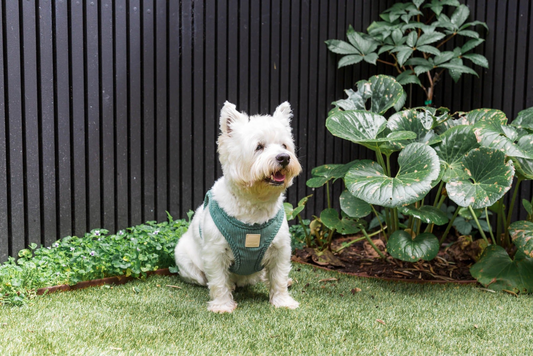 Corduroy Step In Harness - Myrtle Green by FuzzYard Life
