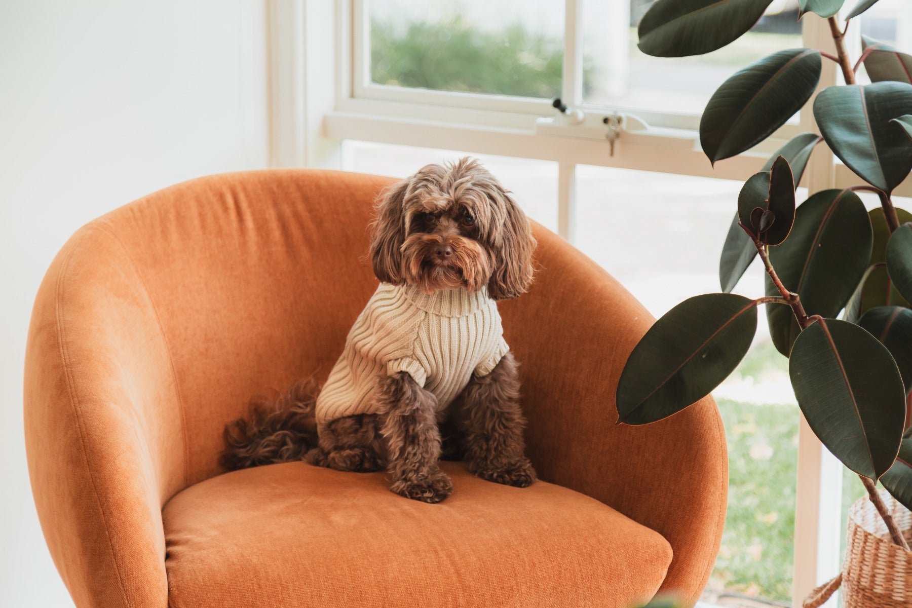 FuzzYard Life Knitted Sweater - Sandstone