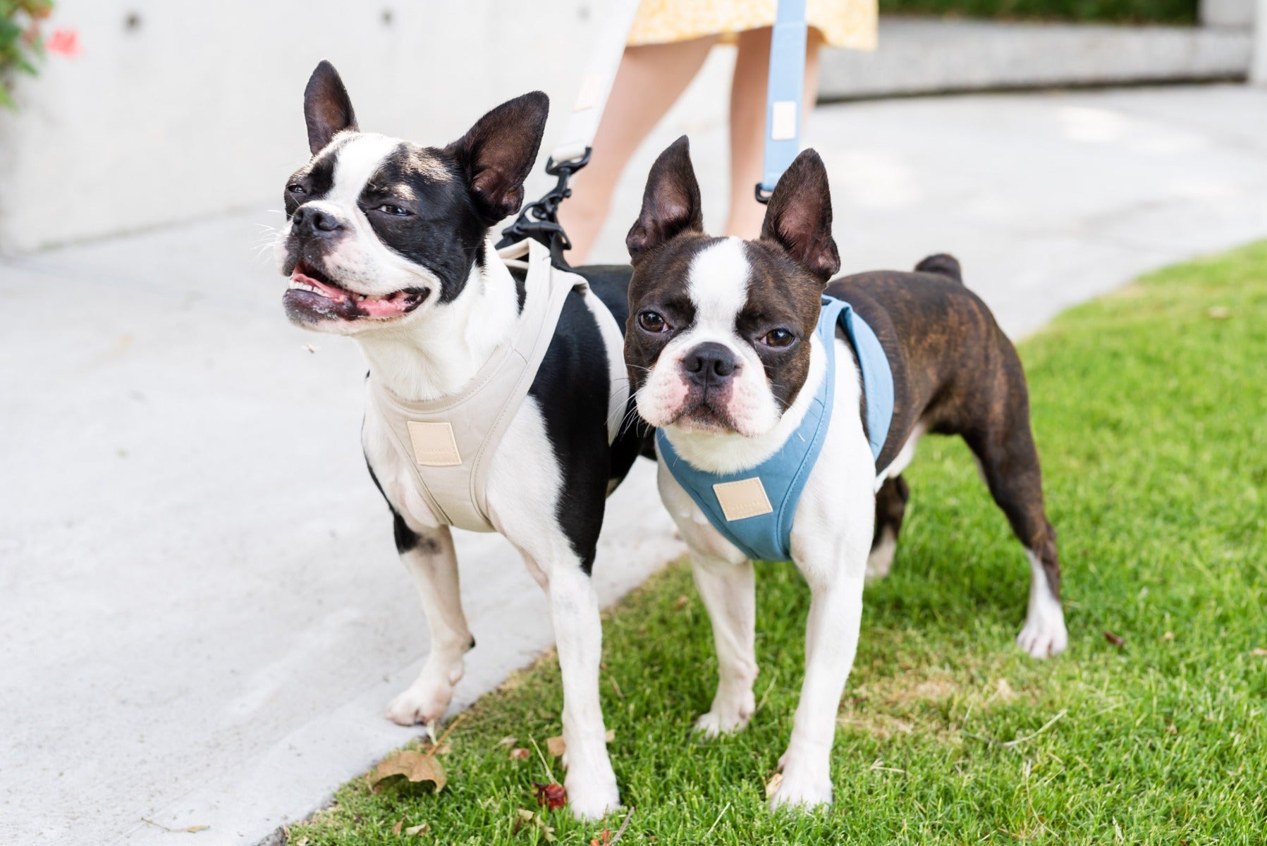 FuzzYard Life Step In Harness - French Blue