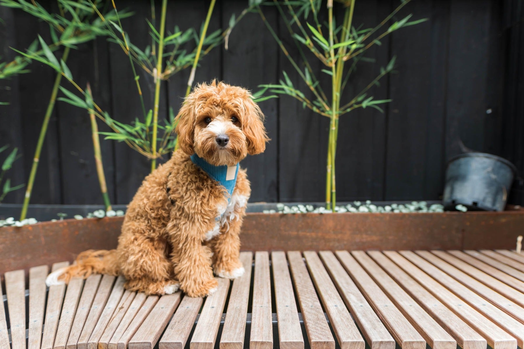 Corduroy Harness - French Blue by FuzzYard Life