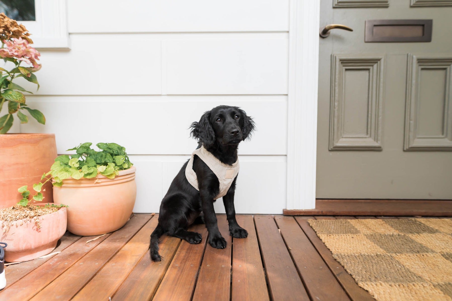 Corduroy Step In Harness - Sandstone by FuzzYard Life