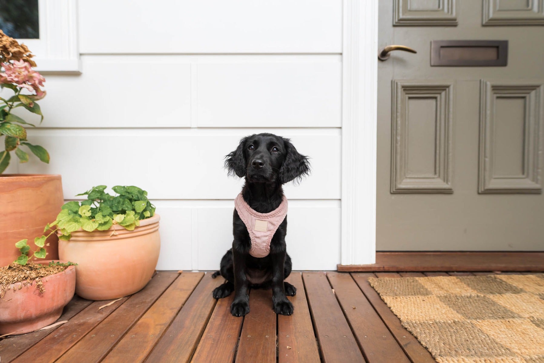 Corduroy Step In Harness - Soft Blush by FuzzYard Life