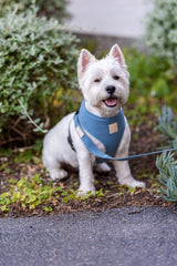 FuzzYard Life Harness - French Blue